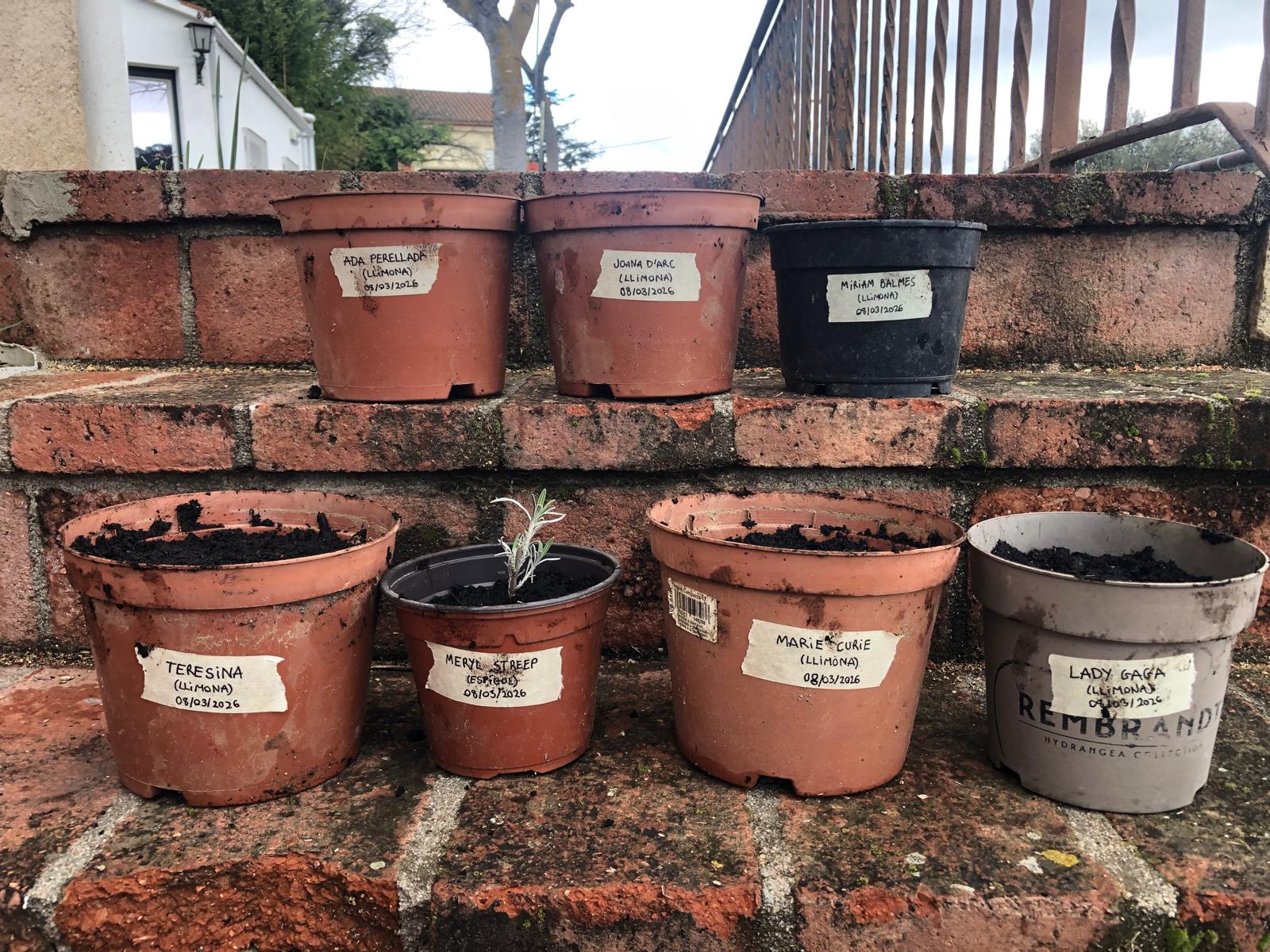 Foto de les arbreres